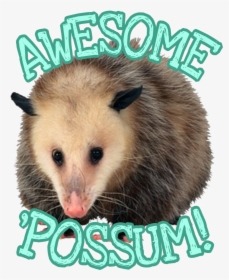 #awesome #awesomepossum #possum #opossum - Mouse, HD Png Download, Free Download