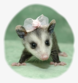 #possum #cuteanimals #bows #opossum - Cute Baby Opossum, HD Png Download, Free Download