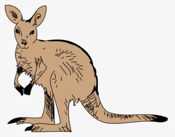 Possum Clipart - Zoo Kangaroo Clip Art, HD Png Download, Free Download