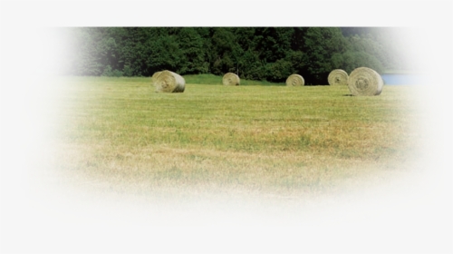 Grass, HD Png Download, Free Download