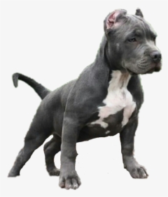 #animal #dog #pitbull #sticker - Cordoba Fighting Dog, HD Png Download, Free Download