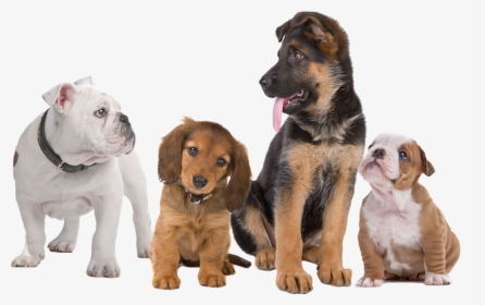 Pure Dogs - Transparent Background Dogs Png, Png Download, Free Download