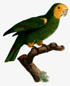 Macaw,parrot,bird - Parrot, HD Png Download, Free Download