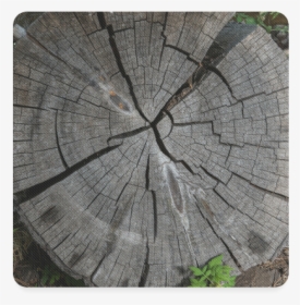 Dried Tree Stump Square Coaster - Tree Stump, HD Png Download, Free Download