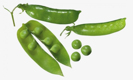 Download For Free Pea Transparent Png File - Transparent Background Pea Plant Png, Png Download, Free Download