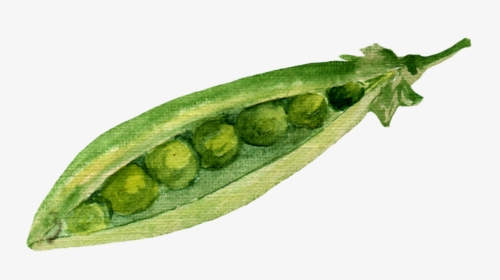 Snap Pea, HD Png Download, Free Download