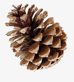 Pinecone Png Free Download - Soy Candle, Transparent Png, Free Download