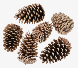 Pinecone Png Transparent Hd Photo - Conifer Cone, Png Download, Free Download