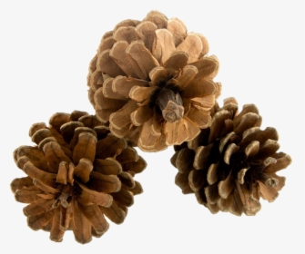 Pinecone Png Hd - Lodgepole Pine, Transparent Png, Free Download
