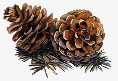 For The Challenge - Watercolor Christmas Pine Cones, HD Png Download, Free Download