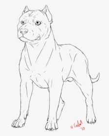 Pit Bull Lineart By Prinzeburnzo - Line Art, HD Png Download, Free Download