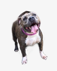#pitbull Pitbull #pitbulls #bully #amby #americanbully - Old English Terrier, HD Png Download, Free Download