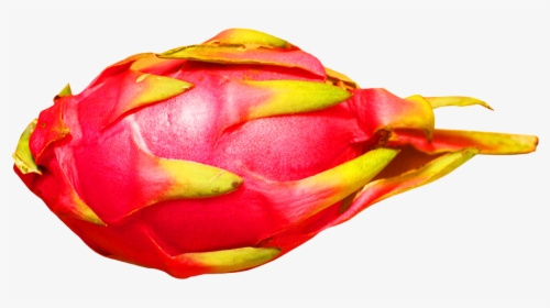 Dragon Fruit - Pitaya, HD Png Download, Free Download