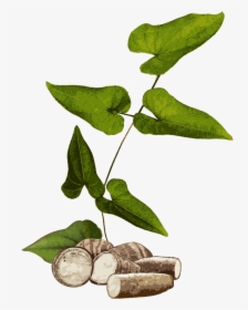 Yam Plant Png, Transparent Png, Free Download