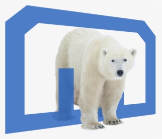Cub Walking Over Logo Jockey - Polar Bear, HD Png Download, Free Download