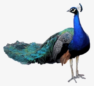 #peacock #freetoedit - Peacock Png For Picsart, Transparent Png, Free Download