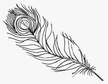 Feather Drawing Png - Peacock Drawing, Transparent Png, Free Download