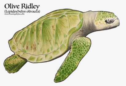Ridley Sea Turtles, HD Png Download, Free Download