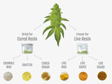 Infographic - Wax Weed Resin, HD Png Download, Free Download