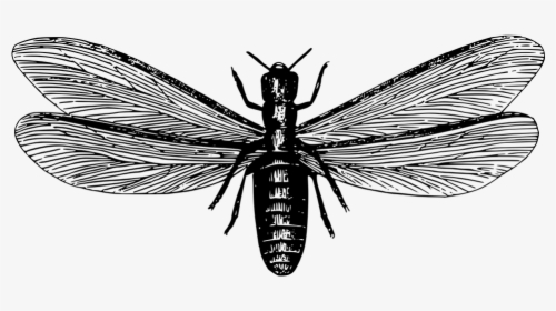 Termites Fly Black And White, HD Png Download, Free Download