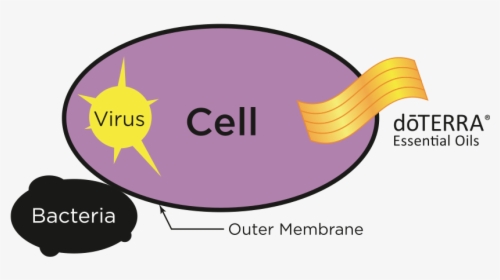 Doterra Essential Oils Penetrate Cell Membranes - Essential Oils Effective Doterra, HD Png Download, Free Download