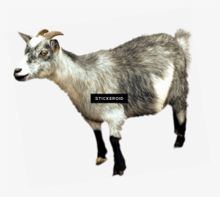 Png Bakra Gote Goat Animal Pictures Png Png Bakra Gote - Mountain Goat Transparent Background, Png Download, Free Download