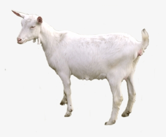 Download Free Dlpng - Png Transparent Background Goat Png, Png Download, Free Download
