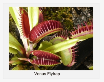 Venus Flytrap - Interesting Plants In The World, HD Png Download, Free Download