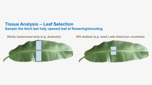 Leaf Tissue Analysis, HD Png Download, Free Download