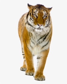 Tiger Png Front View Photo - Tiger Png, Transparent Png, Free Download