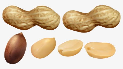 Nuts Clipart Legume - Peanuts Clipart, HD Png Download, Free Download