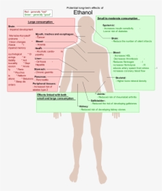 Possible Long-term Effects Of Ethanol - Long Term Effects Of Alcohol, HD Png Download, Free Download