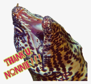 Image - Spotted Eel, HD Png Download, Free Download