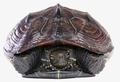 Turtle Png - Turtle, Transparent Png, Free Download