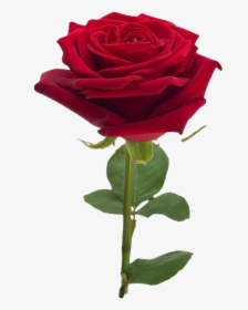 Roses, HD Png Download, Free Download