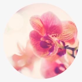 Phalaenopsis Sanderiana, HD Png Download, Free Download