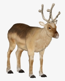 Thumb Image - Peary Caribou Png, Transparent Png, Free Download