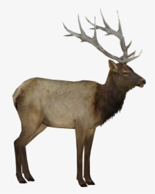 Moose, Elk Png - Elk Png, Transparent Png, Free Download
