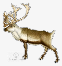 Elk Clipart Caribou - Drawing, HD Png Download, Free Download