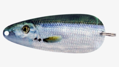 Sardine, HD Png Download, Free Download