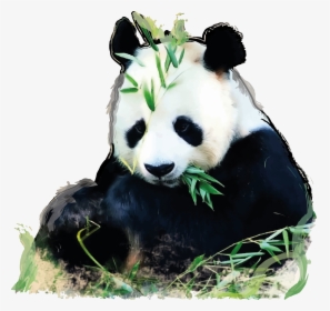 Giant Panda Png - Glogster Panda, Transparent Png, Free Download