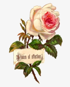 Rose White Label Design Printable - Rose Illustration Botanical, HD Png Download, Free Download