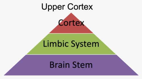Brain Structure - Strategic Tactical And Operational Levels, HD Png Download, Free Download