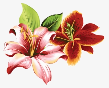 [​img] - Tiger Lily Flower Png, Transparent Png, Free Download