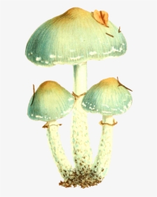 Vintage Mushroom On Transparent Background, HD Png Download, Free Download