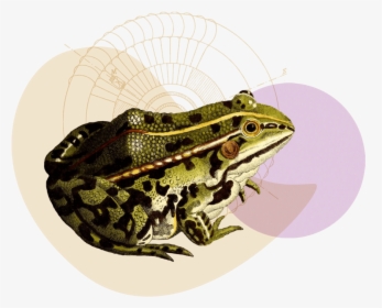 Ecommerce-copywriter - Northern Leopard Frog, HD Png Download, Free Download