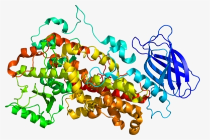 Protein Alox12 Pdb 2abu - 12 Lipoxigenase, HD Png Download, Free Download