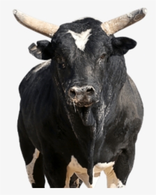 Pbr Bull Spotted Demon, HD Png Download, Free Download