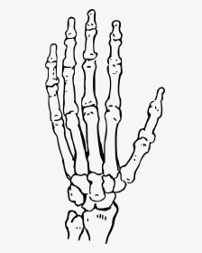 Bones Of The Hand Big Image Png - Human Hand Skeleton Drawing, Transparent Png, Free Download