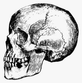 Head,skull,monochrome Photography - Clip Art Skull Bones, HD Png Download, Free Download